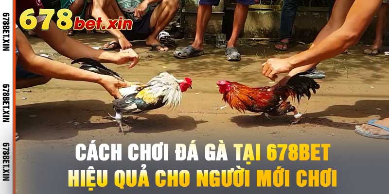Cách Chơi Đá Gà Tại 678BET - Hiệu Quả Cho Người Mới Chơi