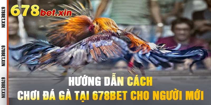 Hướng Dẫn Cách Chơi Đá Gà Tại 678BET Cho Người Mới